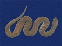 藏品(鉛色水蛇)的圖片